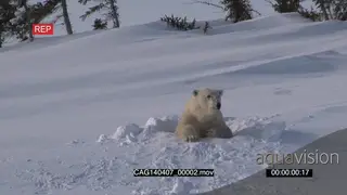 Polar Bear female backing into winter den while scouting around