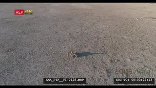 Aerial Drone shot Black-backed jackal scavenging off carcass in open veld 2nd jackal.