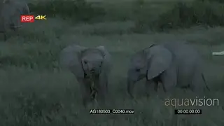 African elephant Mother with two tiny Calves Feeding in the grassland of Amboseli.