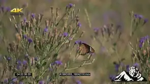 Monarchy butterfly sitting on the flower
