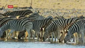 Zebra herd drinking from a watering hole