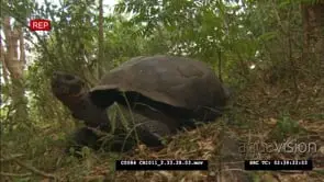 Galapagos Tortoise turning with head in the shell then takes head out of shell and walks.