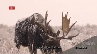 Moose walking towards the camera on prairie during snowfall and grazing on grass.