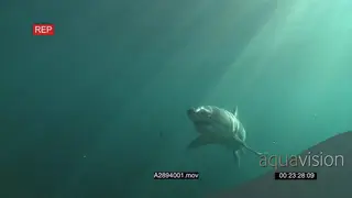 Great white shark gently swimming towards camera underwater in ocean then passing by LS.