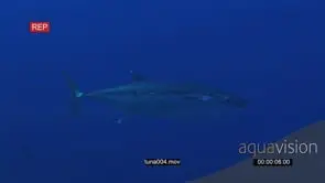 Dogtooth Tuna in deep blue ocean passing by the camera