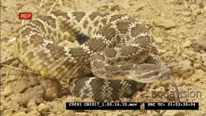Northern Pacific rattlesnake in a defensive position rattling its tail.