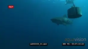 Tiger Shark with Remora Fish swimming underwater in ocean passing by bait bucket WS…