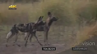 African wild dog pack patrolling area hunting scouting around