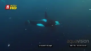 Close-up Orca Killer Whale hunting herring in noway CU UW