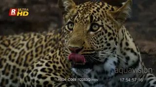 Leopard laying down, and looking around.