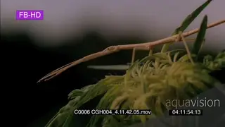 Stick insect on green plant looking across