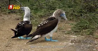 Two blue footed booby's facing away from camera and preening.