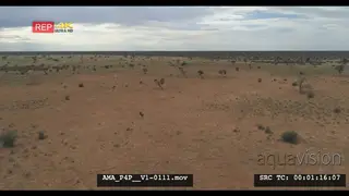 Aerial Drone shot over veld wildebeests in the distance