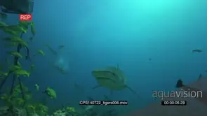 Tiger Shark swimming underwater in ocean passing by camera and diver filming it MLS PAN.