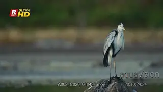 Grey heron standing on a rock, looking around and preening itself.