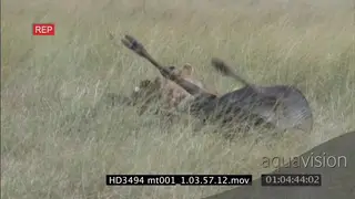 African lioness killing a wildebeest