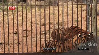 Endangered Tigers held in captivity
