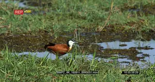 African jacana grooming