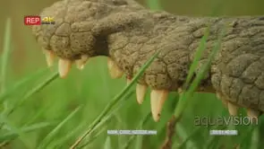 Close up shot of crocodile's teeth before it turn around