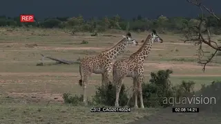 Giraffe walking on bushveld towards another standing and grazing LS PAN HAND
