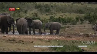 Elephant herd at waterhole while elephant calf chase zebra herd