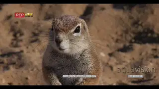 Close up of the face of a cape ground squirrel,xerus inauris with its nose twitching…