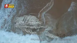 Aerial Shot of Whale carcass pushed by waves and sand.