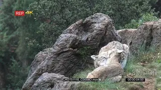 Eurasian Lynxes laying down on prairie grooming and showing affection 2S LS