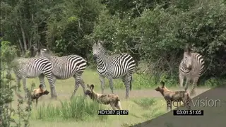 African Wild dog pack stalk hunting surrounding Zebra herd standing together alerted.
