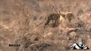 Leopard and Dog Playing together in the bushveld GOOD LIGHT
