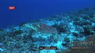 Hawksbill Sea Turtles on coral reef, courtship behaviour LWS TRA MLS HAND