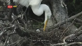 Great Egret moving egg in nest GOOD LIGHT