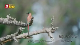 Southern carmine bee-eater perched on a tree brach.