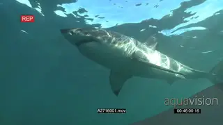 Two large Great White Sharks (2) pass each other underwater PROFILE