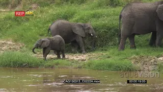 African Elephant with calves standing on riverbank moving and grazing MWS HAND