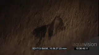 Brown hyena foraging walking across through tall dry grass at NIGHT