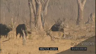 Herd of buffalos walking towards female lion MLS PAN