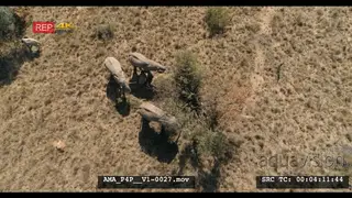 Aerial Drone African elephant herd feeding off bushes calves suckling