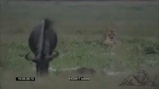 African Lioness stalking a grazing Blue Wildebeest from behind, FAILS 2 Shot