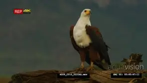 African fish eagle standing on the log looking around 2