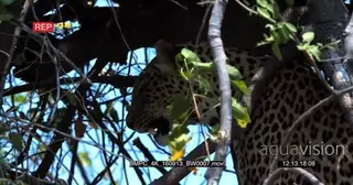 Leopard sitting on top of the tree yawning