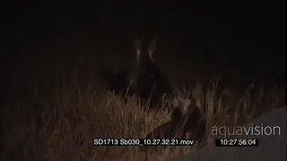 Juvenile Brown hyenas foraging sniffing through tall dry grass at NIGHT
