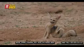Juvenile cape fox sitting next to burrow scratching and nervously looking alert