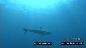 Tiger shark swimming overhead, great sunlight UW