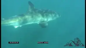 Great White Shark swimming underwater in ocean passing by camera MLS PAN