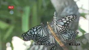 Butterflies Flapping wings and playing on a tree branch GENERAL BEHAVIOUR