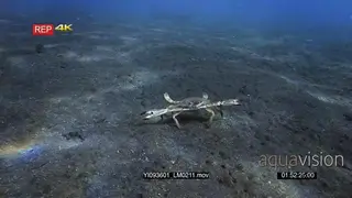 Close up tracking shot of a swimming crab, Portunidae sp running side ways on the sea…