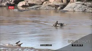 Nile Crocodile attack and catch kill Wildebeest crossing the Mara River AmCam