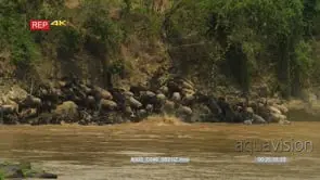 Wildebeest herd and zebras climbing over each other trying to get out of river