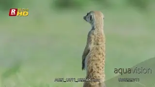 Meerkat standing on hind legs, on guard and looking around during daytime.